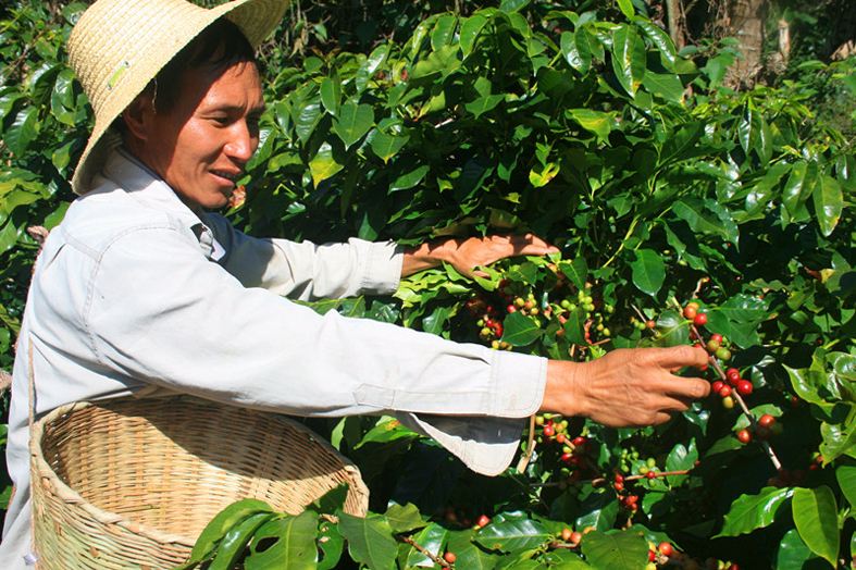 {21點}(云南咖啡豆) {21點}(云南咖啡豆)